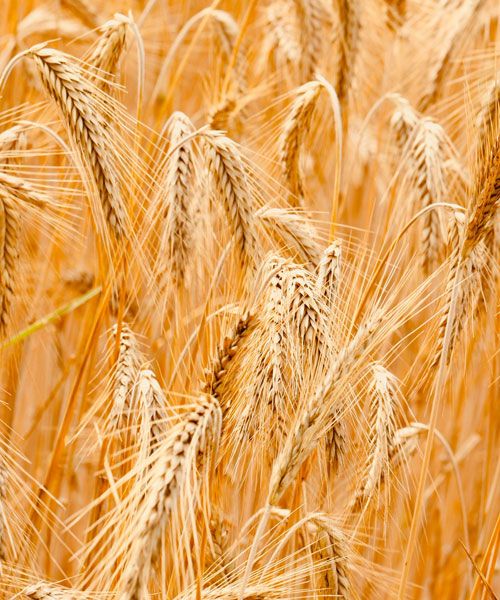 Épis de blé mûrs dans un champ
